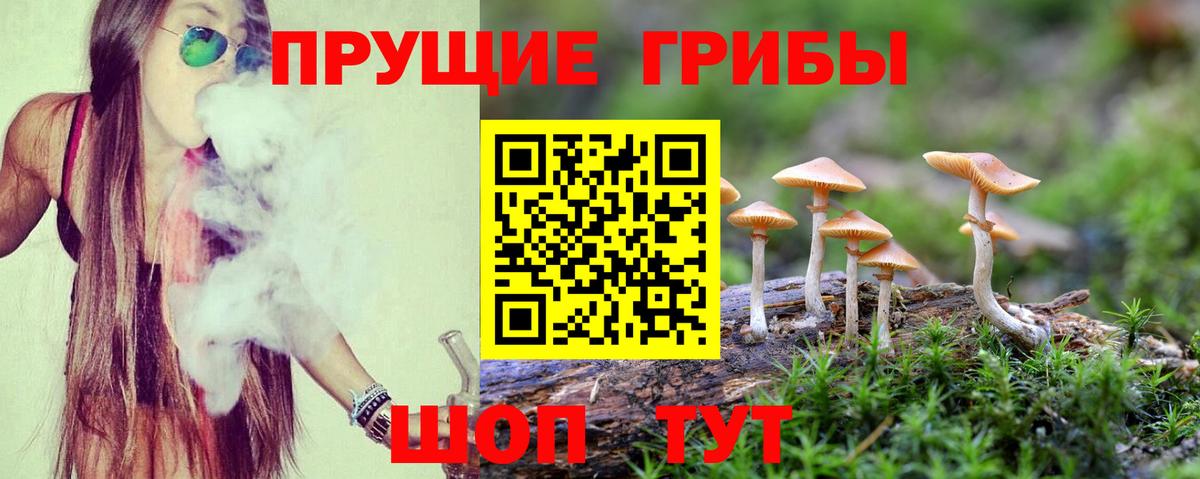 Партизанск  Псилоцибиновые грибы Cubensis  Вход с VPN 